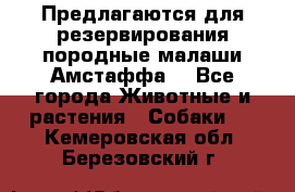 Предлагаются для резервирования породные малаши Амстаффа  - Все города Животные и растения » Собаки   . Кемеровская обл.,Березовский г.